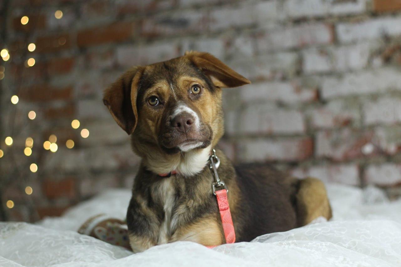 Chiens à adopter